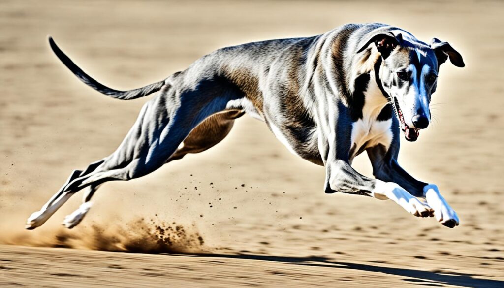 Anatomie des Hundes