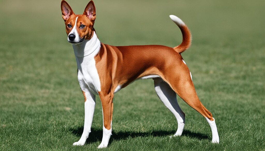 Basenji