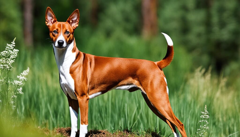 Basenji mit starkem Jagdtrieb