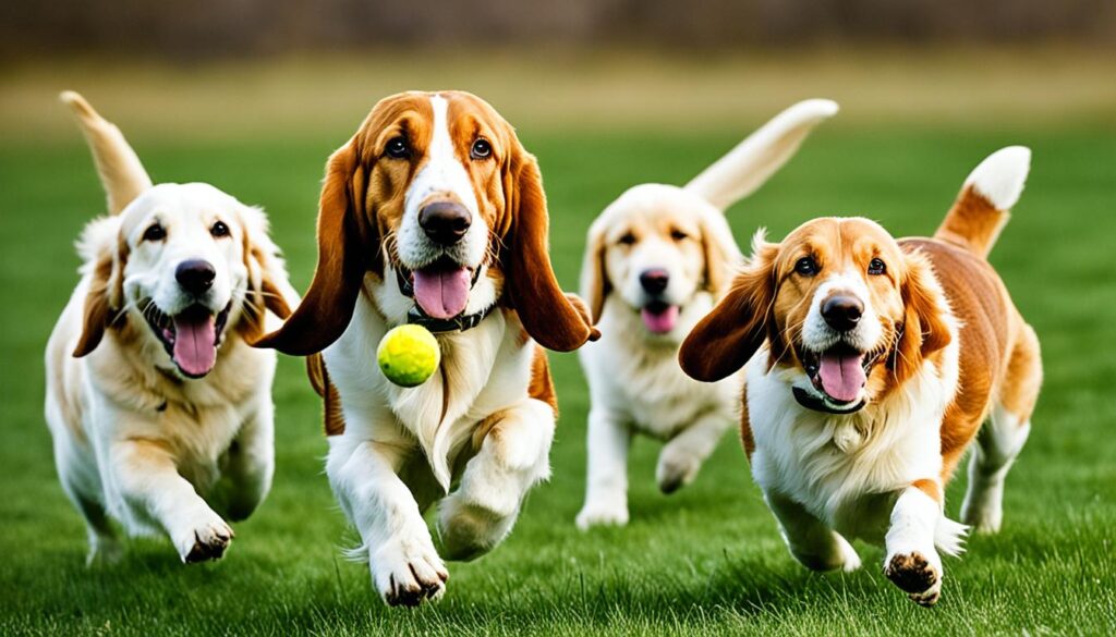 Basset Retriever