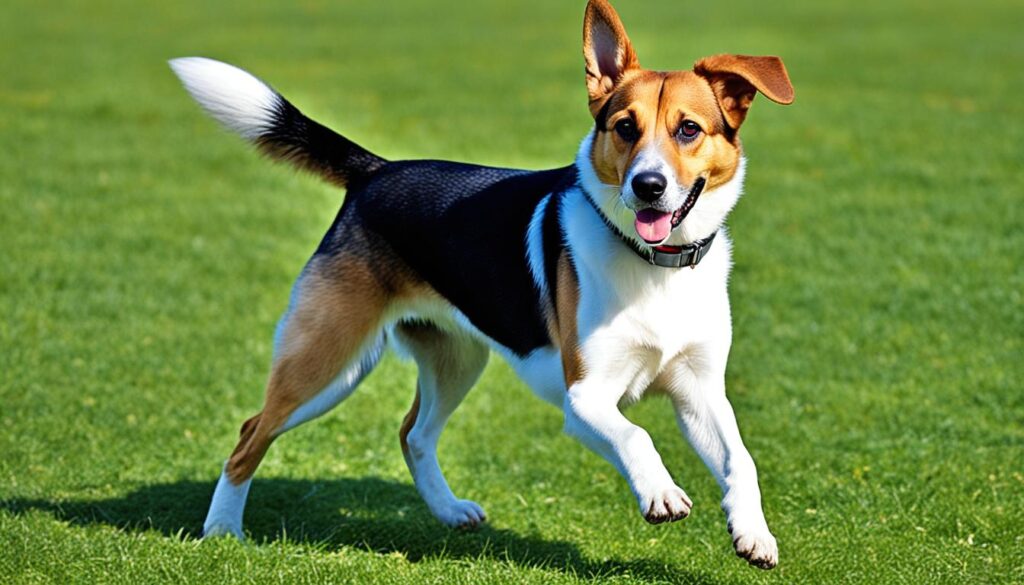 Beagle-German-Shepherd-Mix