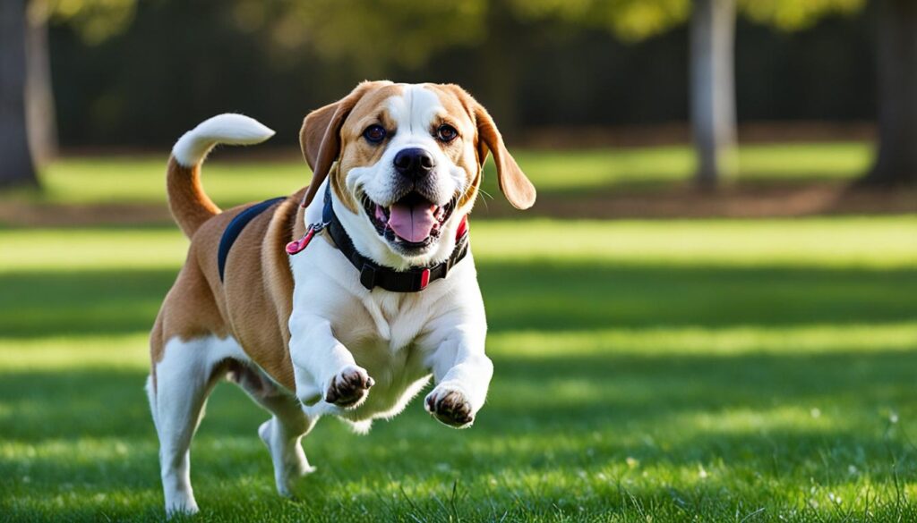 Beagle-Labrador-Mischling (Labbe)
