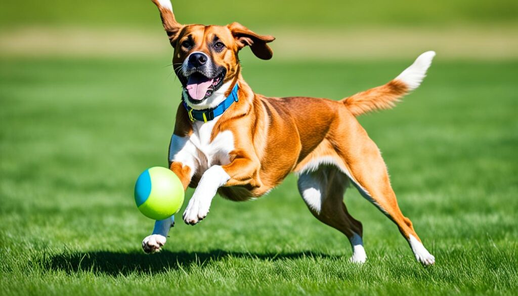 Beschäftigung des Golden Retriever Boxer Mix