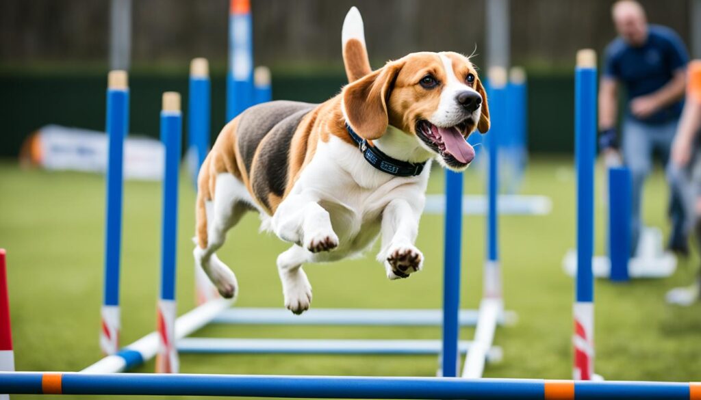 Blauer-Zecken-Beagle Training und Beschäftigung
