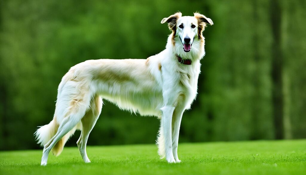 Borzoi