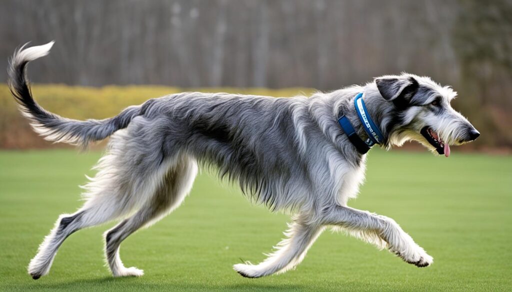 Trainierbarkeit Deerhound und Irischer Wolfshund