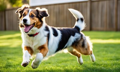australian-shepherd-beagle-mix-konnte-dies-der-neue-hund-ihre-familie