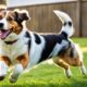 australian-shepherd-beagle-mix-konnte-dies-der-neue-hund-ihre-familie
