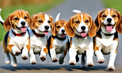 beagle-namen-200-grosartige-ideen-fur-die-benennung-ihres-beagle