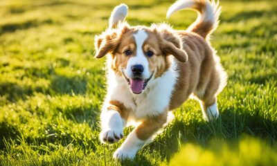 berner sennenhund golden retriever mischling