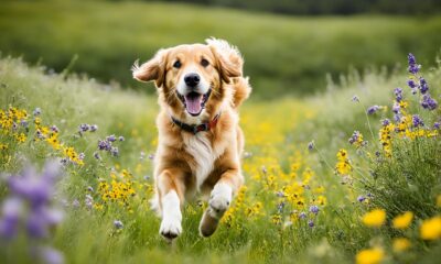 bernersennen golden retriever mix