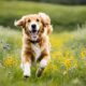 bernersennen golden retriever mix