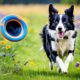 border collie namen