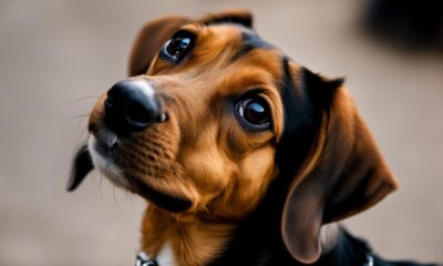 dackel-beagle-mix-ist-dies-die-richtige-kreuzung-fur-sie