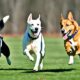die drei ds of dog training