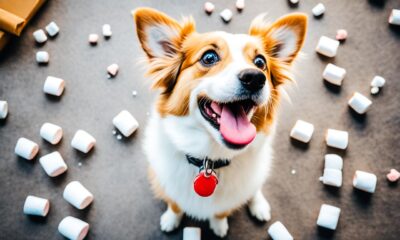 dürfen hunde marshmallows essen