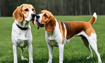 foxhound-vs-beagle-welcher-hund-passt-zu-ihnen