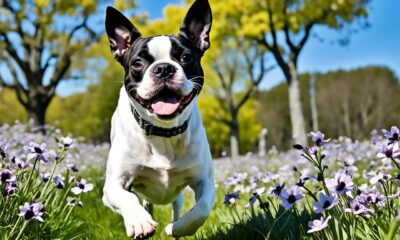 französische bulldogge boston terrier mix