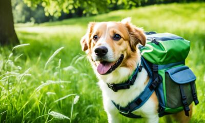 hunde rucksack