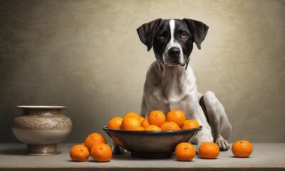 hunde k nnen mandarinen essen