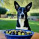 konnen-hunde-oliven-sicher-essen-oder-werden-sie-am-besten-vermieden