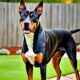 pitbull dobermann mix