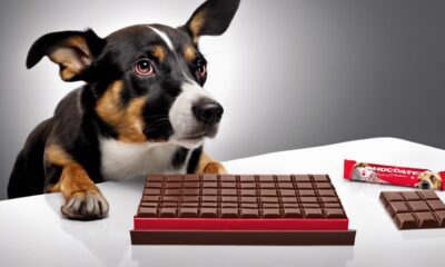 schokolade und hunde fakten