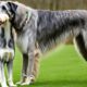 scottish-deerhound-vs-irish-wolfhound-welches-wurden-sie-wahlen