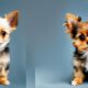 the-chorkie-eine-mischlingszucht-von-chihuahua-yorkshire-terrier