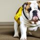 wie gros werden englische bulldoggen