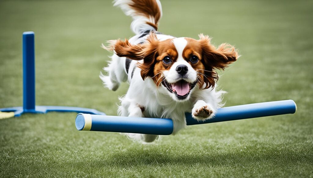 Agility-Training mit einem Cavalier King Charles Spaniel