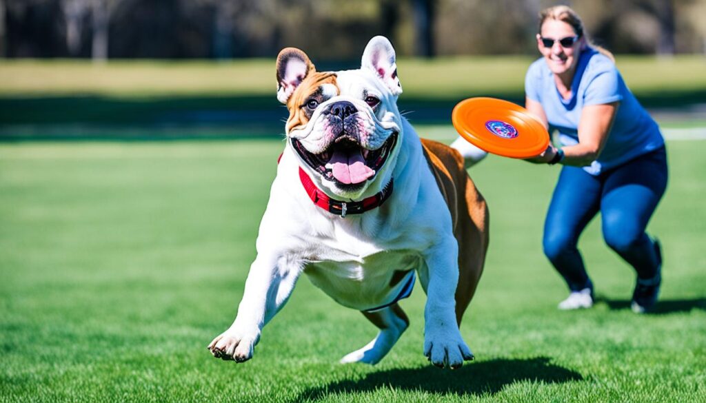 Aktivitäten und Beschäftigung für die Olde English Bulldogge