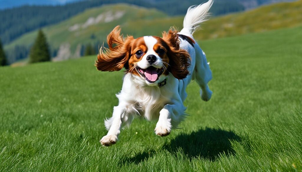 Auslauf und Bewegungsdrang des Cavalier King Charles Spaniels