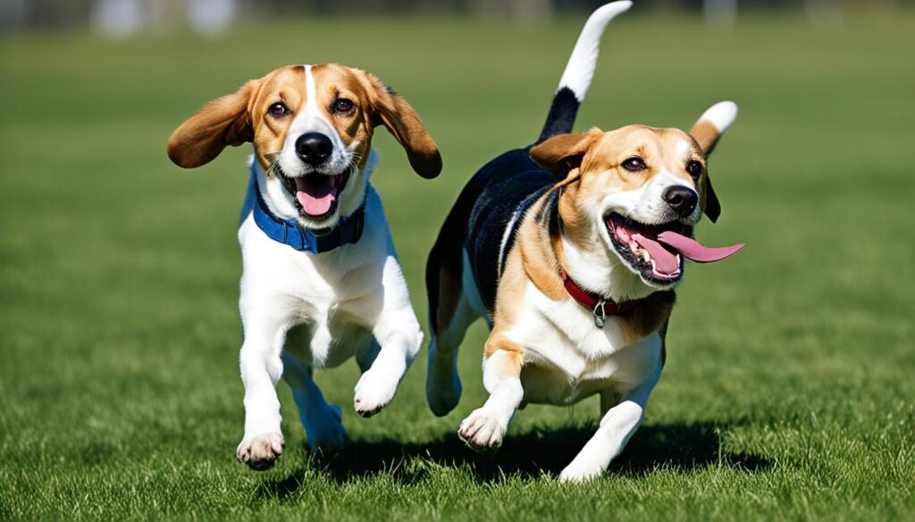 Beagle and Labrador