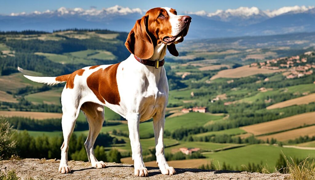 Bracco Italiano