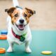 Charaktertraining für Hunde - Jack Russell Terrier
