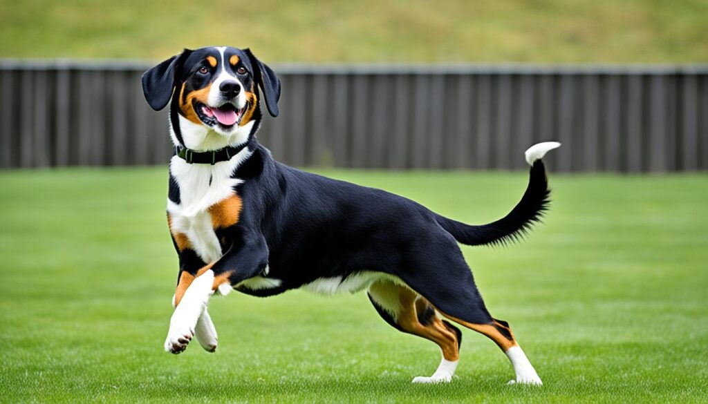 Erziehung und Training des Entlebucher Sennenhunds