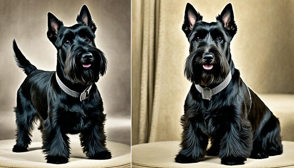 Gentleman Scottish Terrier