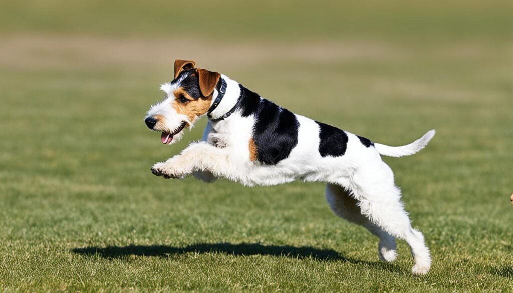 Glatthaar-Foxterrier