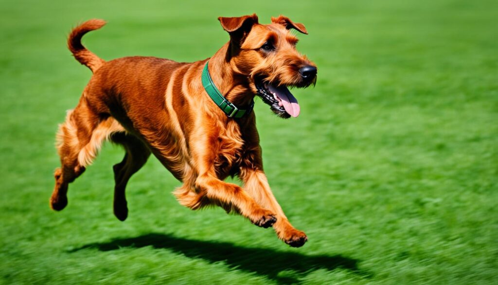 Irish Terrier