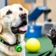 Labrador Erziehung und Training
