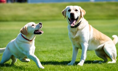 Labrador hunde erziehung