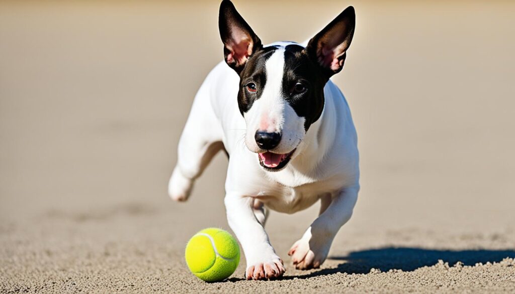 Miniatur Bullterrier