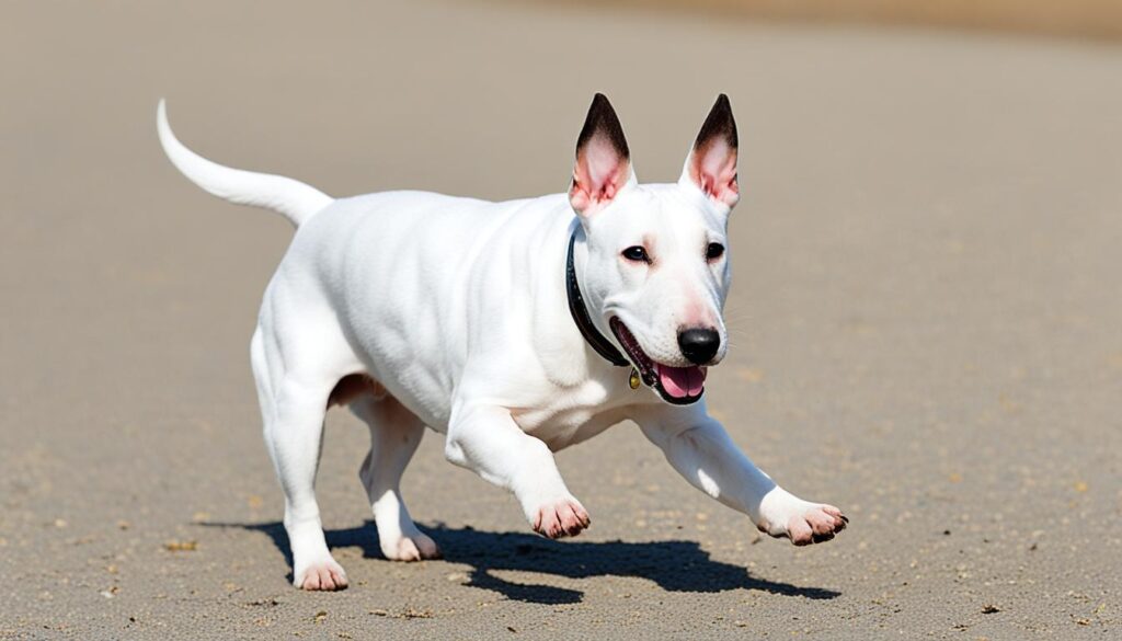 Miniatur Bullterrier