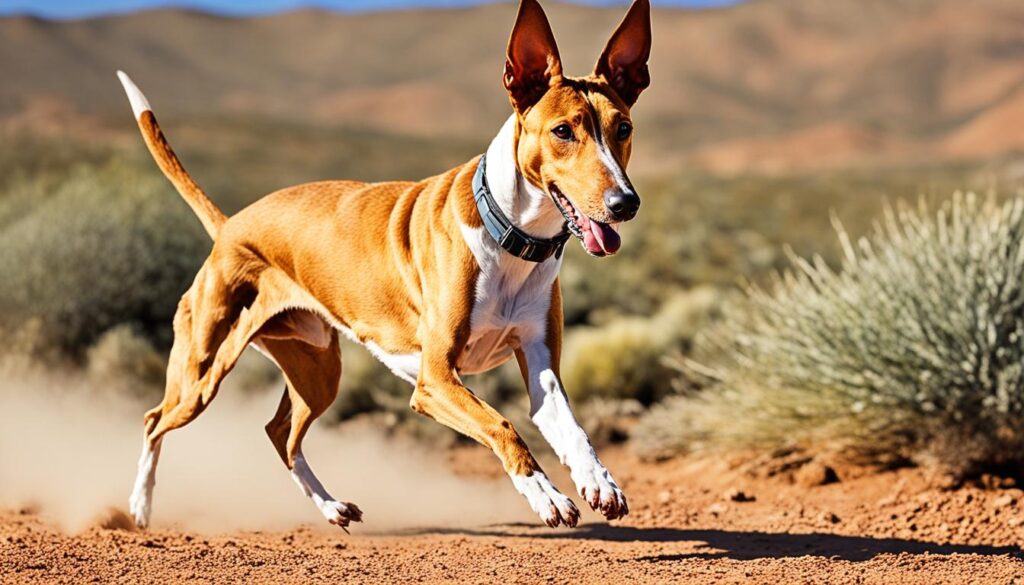 Podenco Canario