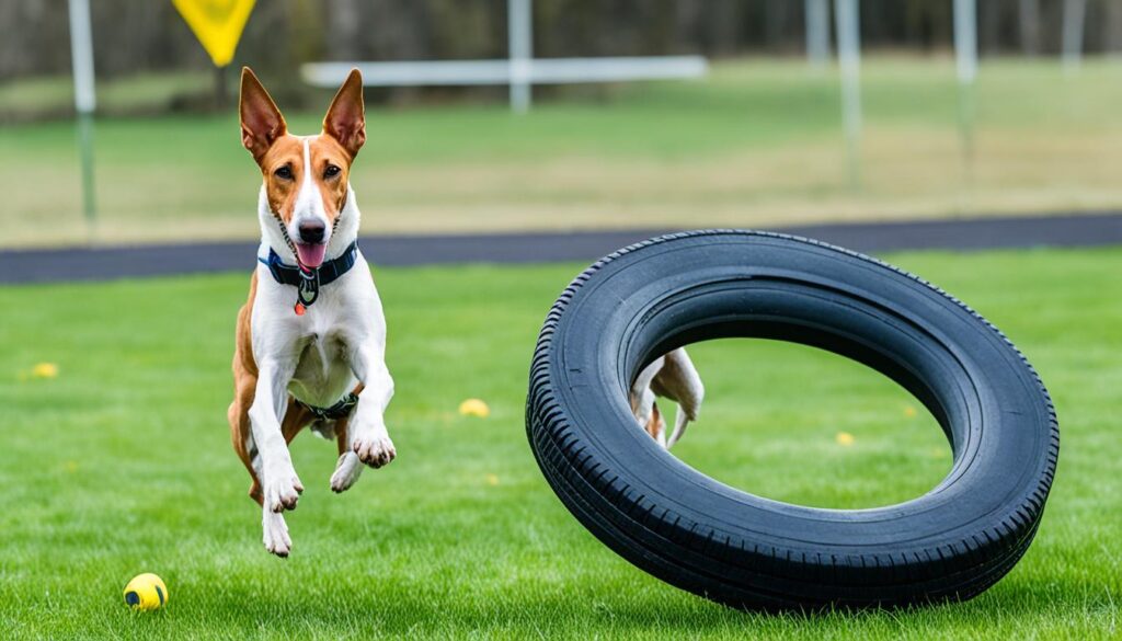 Podenco Canario Training