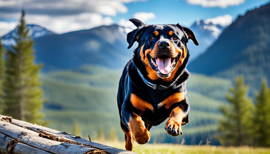 Rottweiler Bewegung