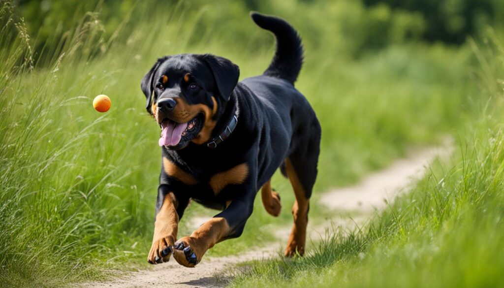 Rottweiler Gesundheit