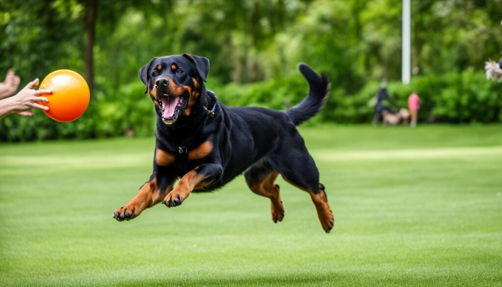 Rottweiler beim Spiel