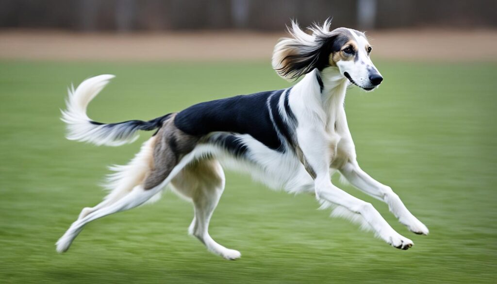 Saluki